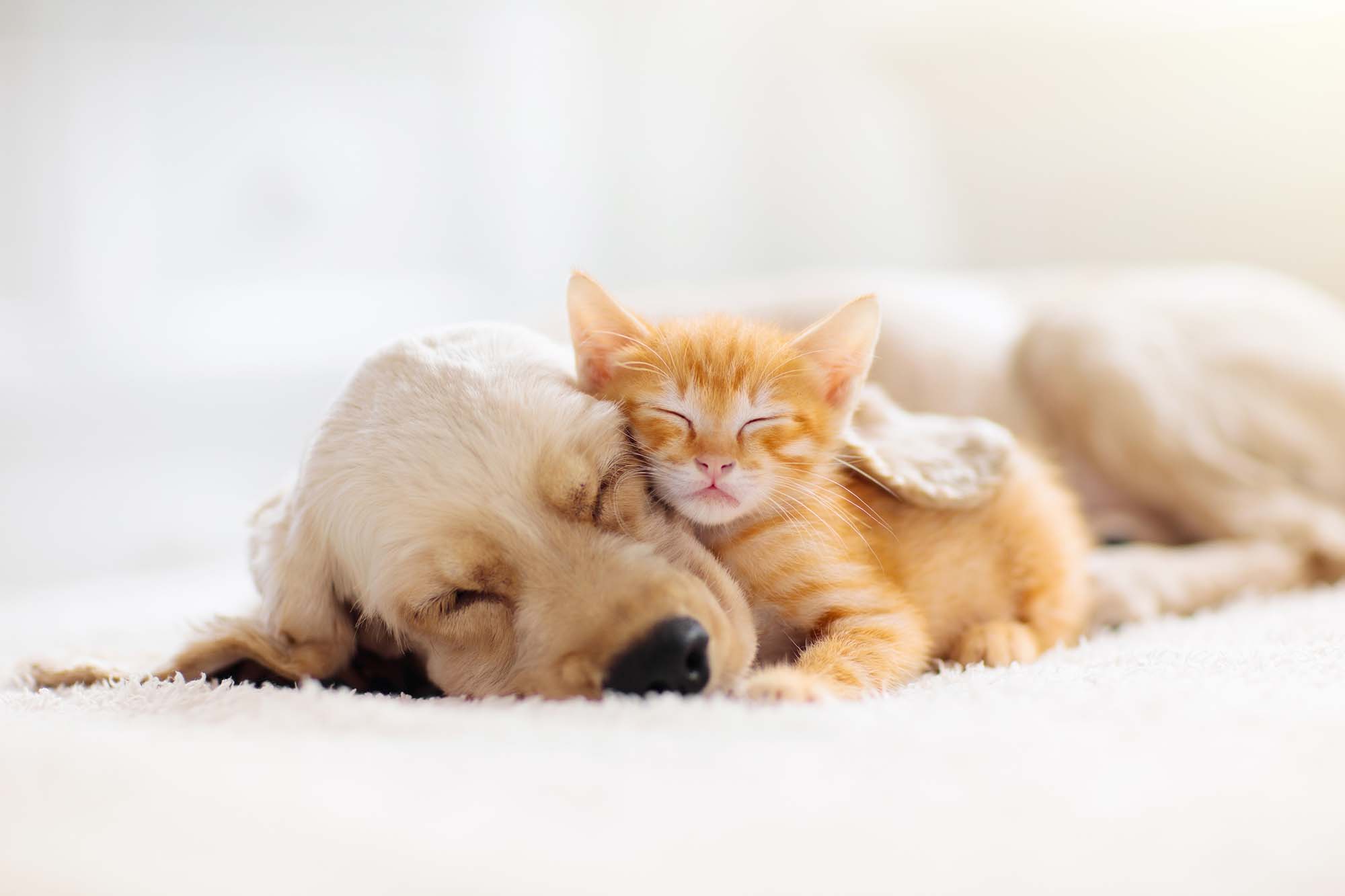 Dog & cat sleeping