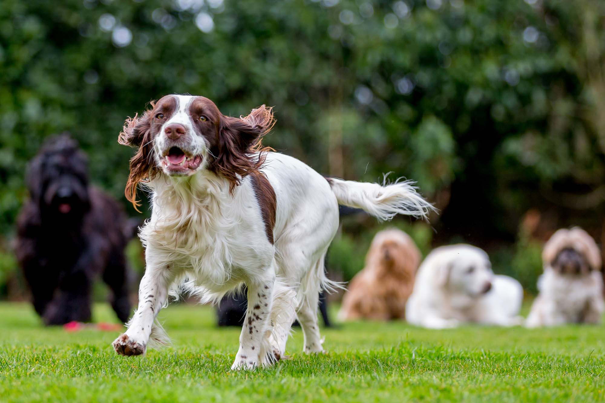 Dogs playing outside